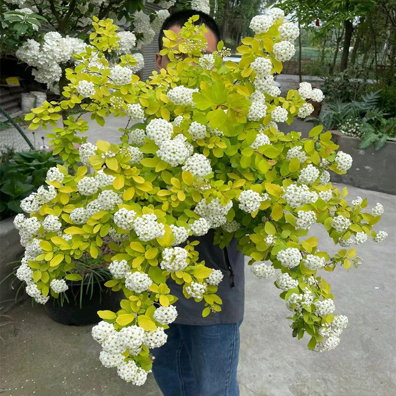 黄金喷泉花大苗盆栽彩叶绣线菊菱叶绣线菊阳台庭院造景用花卉耐寒