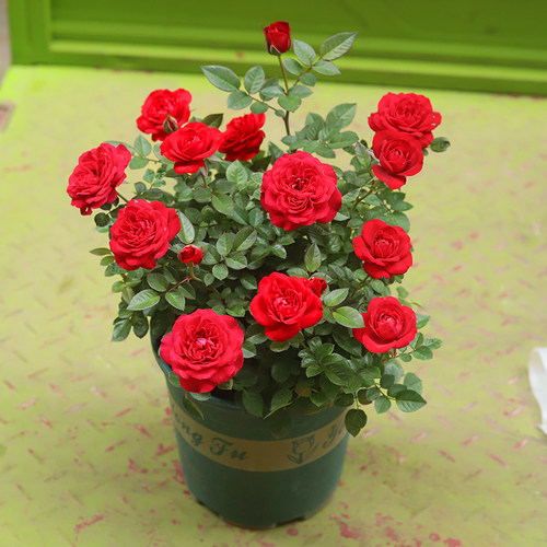 月季花果汁阳台庭院好养活