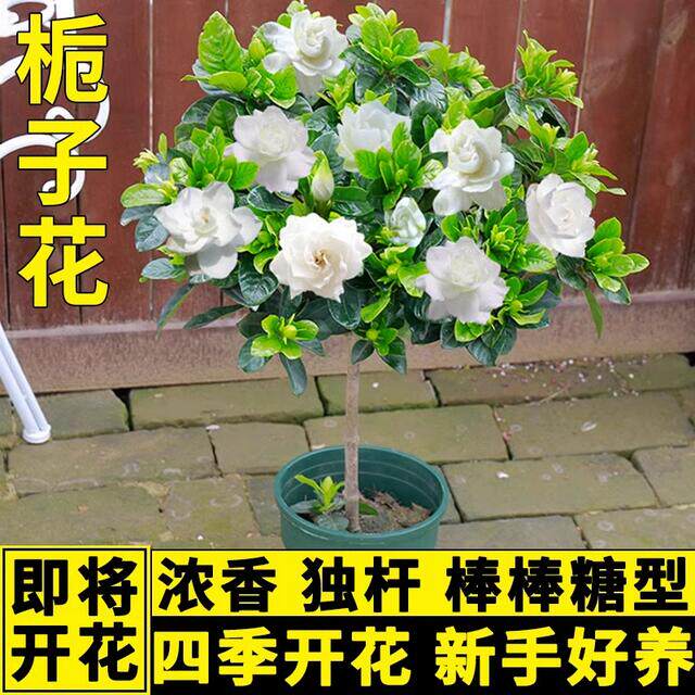 栀子花盆栽小叶独杆栀子花雀舌大叶牡丹带花苞大树苗四季开浓香型