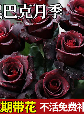 黑巴克玫瑰月季花盆栽老桩大苗丝绒暗红色四季开阳台庭院花卉绿植