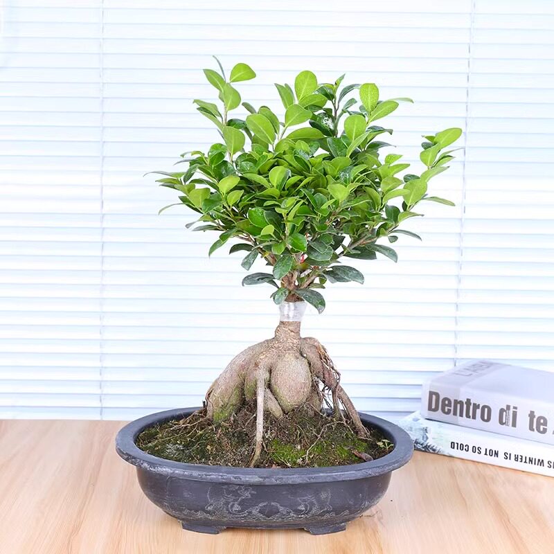四季常青耐寒榕树造型树桩盆景苗室内植物人参榕小叶榕树盆栽绿植