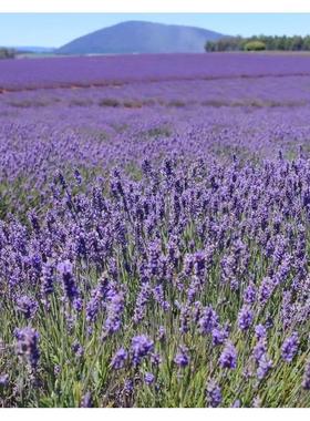The seeds of lavender Lavender seedsSuitable forh라벤더 씨앗