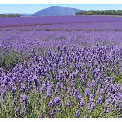 The seeds of lavender Lavender seedsSuitable forh라벤더 씨앗