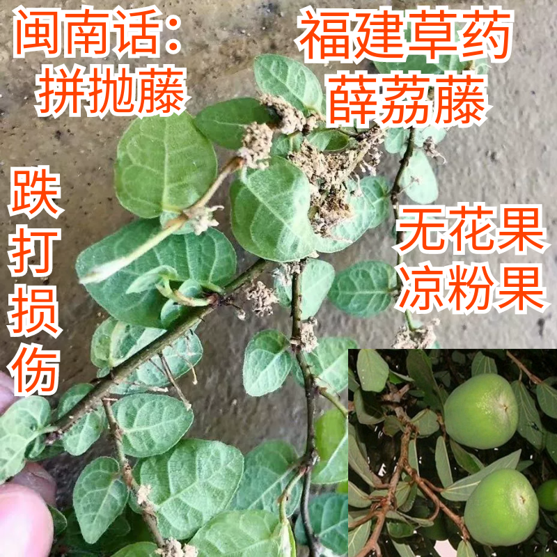 福建草药石壁藤薜荔藤薜荔果薜跑凉粉藤霹雳藤薜跌打损伤络药石藤