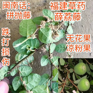 福建草药石壁藤薜荔藤薜荔果薜跑凉粉藤霹雳藤薜跌打损伤络药石藤