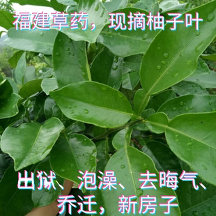 新鲜柚子叶绿柚叶柚子树叶去晦气带技乔迁出狱沐浴洗澡中药青团垫