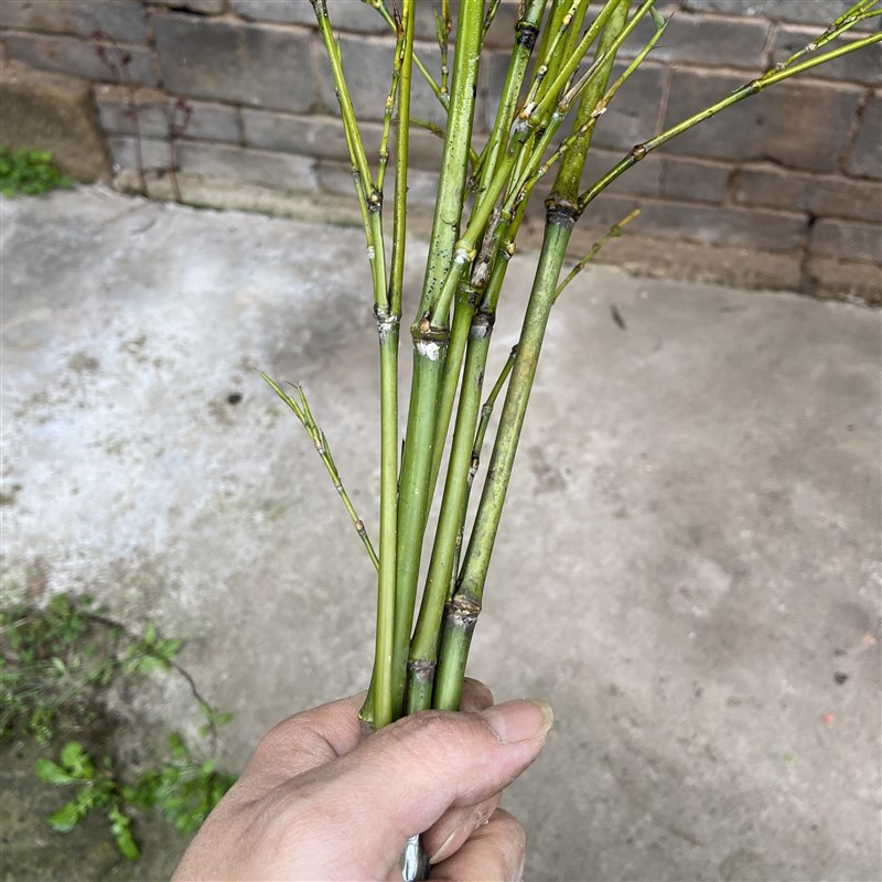 极速手工竹条子竹枝条装饰造景家用教鞭藤条竹鞭天然传.统打人戒