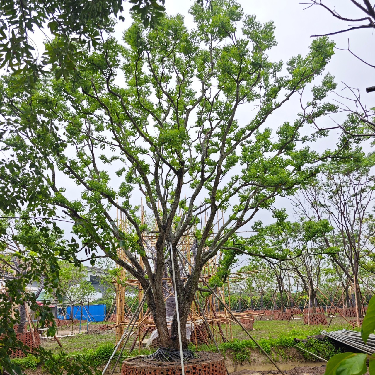 多杆乌桕假植苗 市政绿化主景苗木丛生乌桕 斜飘弯杆造形