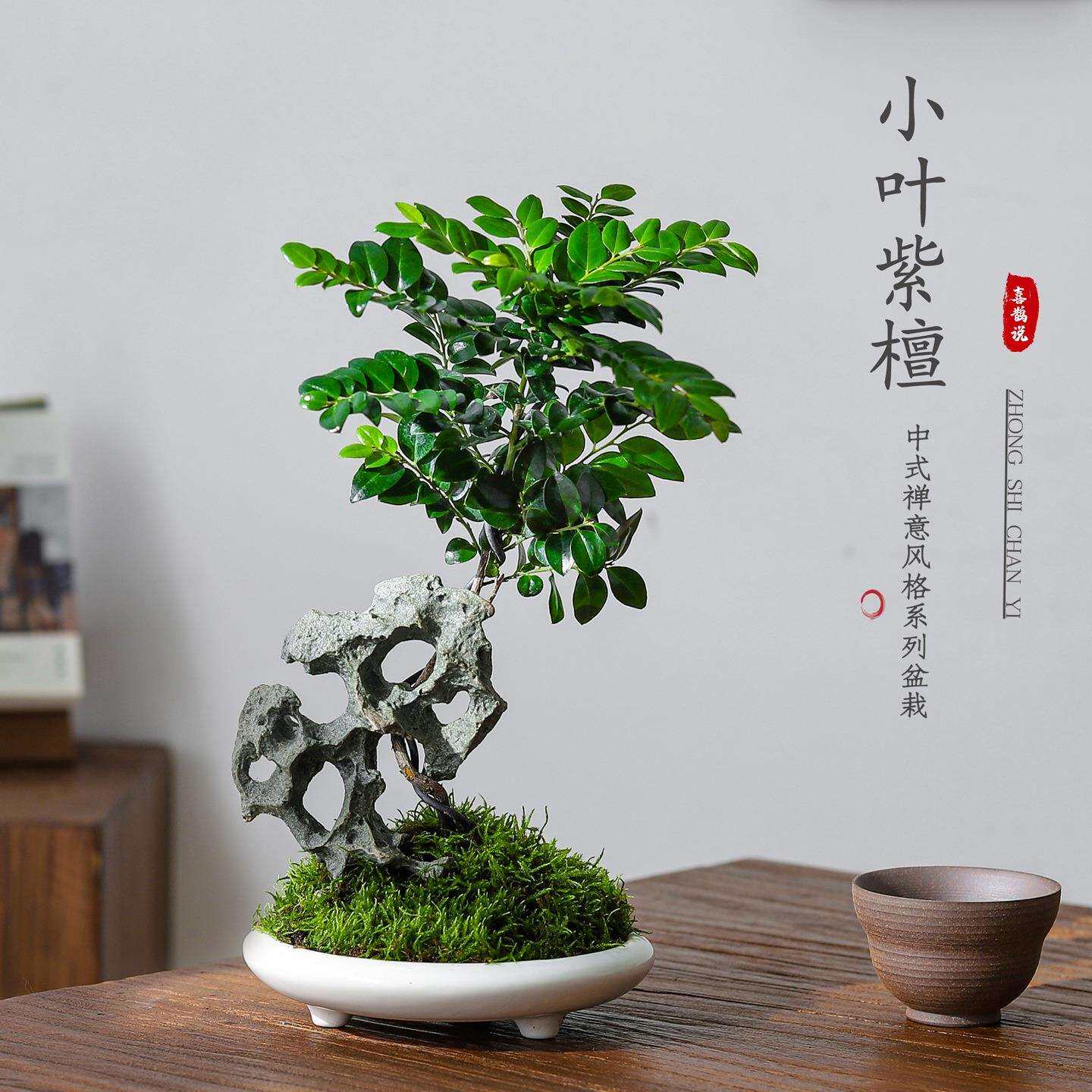 小叶紫檀盆栽诧寂风室内桌面客厅办公室好养花卉绿植中式造景摆件
