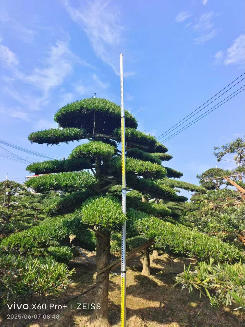 湖南基地造型罗汉松庭院景观