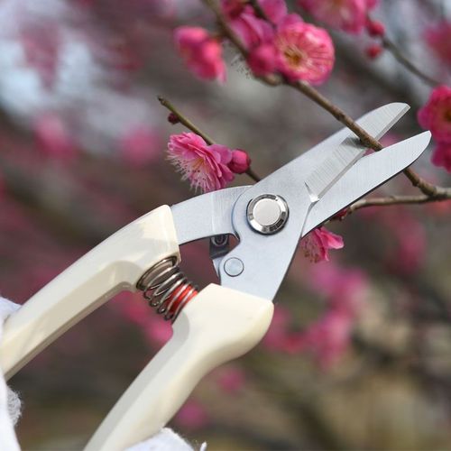 专用不锈钢园林园艺修枝剪清仓家用修花修剪树枝花艺剪刀花枝枝条