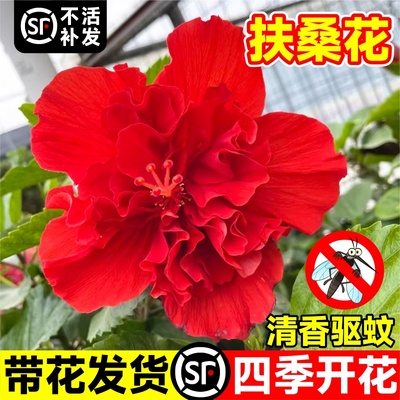 速发扶桑花盆栽重瓣室花苞红色朱槿牡丹植物带内台庭绿四季花卉院