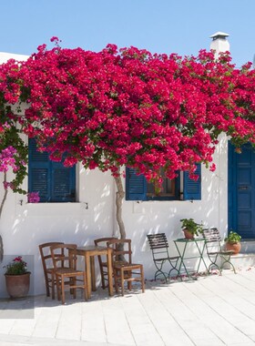 速发货角梅盆栽精苗带花苞发三大品漳红樱绿樱爬藤植物四季开花卉