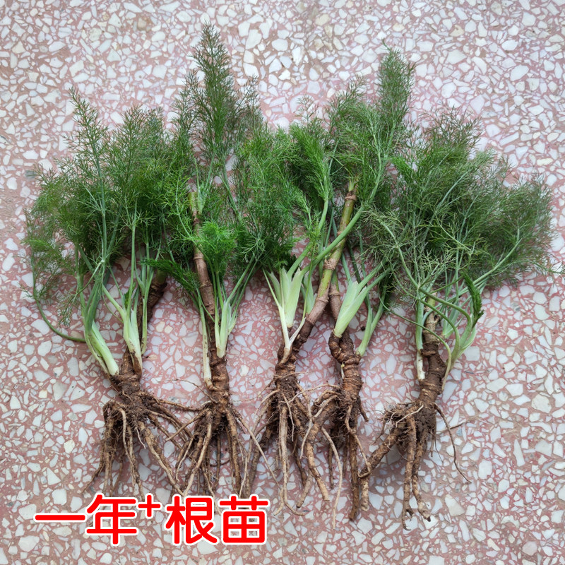 速发小茴香苗食用茴香菜盆栽茴香苗带根小茴香根割茬茴香菜新鲜蔬