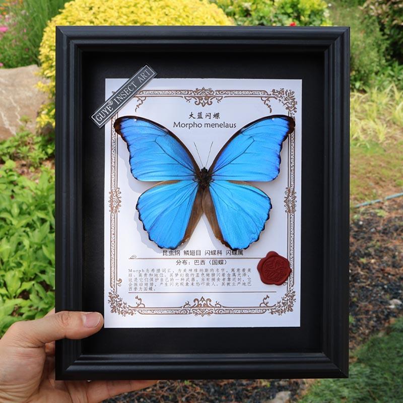 大蓝闪蝶真蝴蝶标本摆件玻璃罩生日礼物送女生闺蜜同学礼品