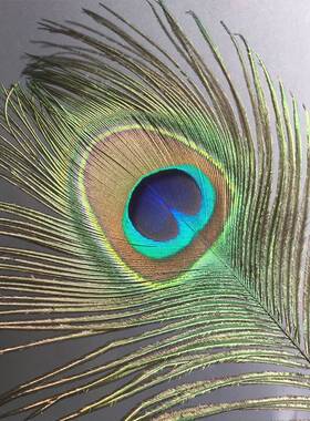 极速天然真孔雀羽毛m家居摆件大眼睛孔雀毛客厅花瓶装饰品孔雀翎