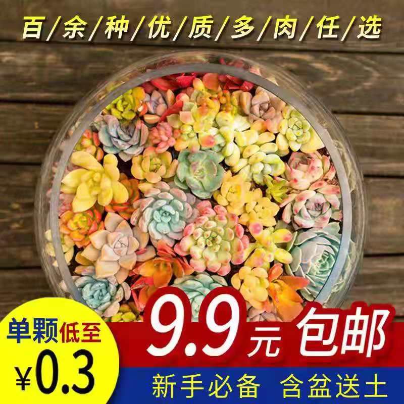 速发Green Flocking Artificial Succulents Plants Home Garden