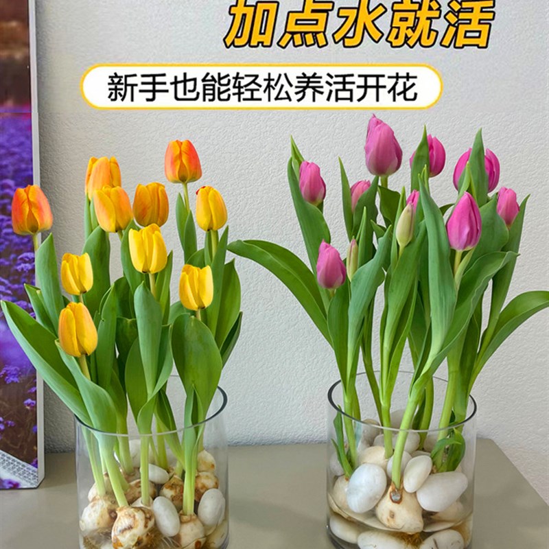 速发水培室内植物郁金香种球盆栽百合四季开花好养活水仙花卉