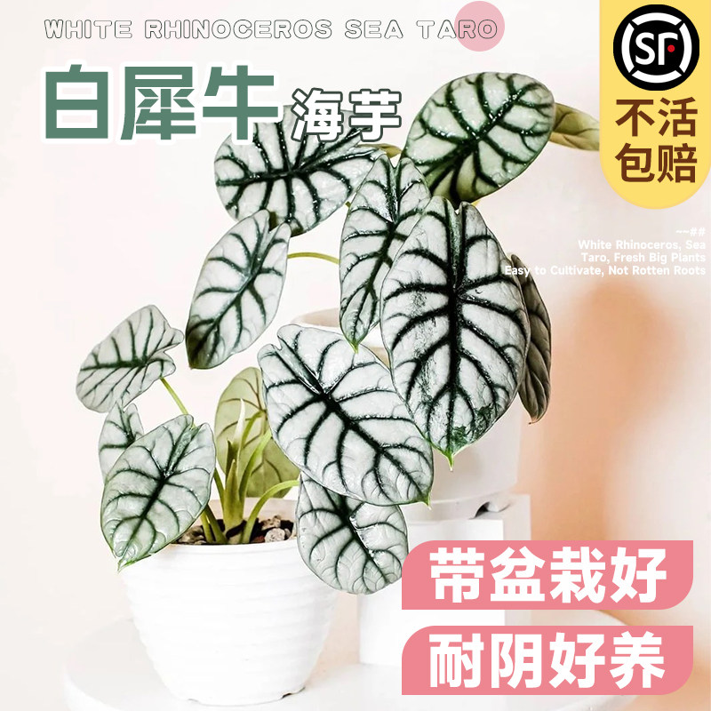 速发白海芋盆栽客厅盆公室桌绿面植风热带植物彩叶芋办景