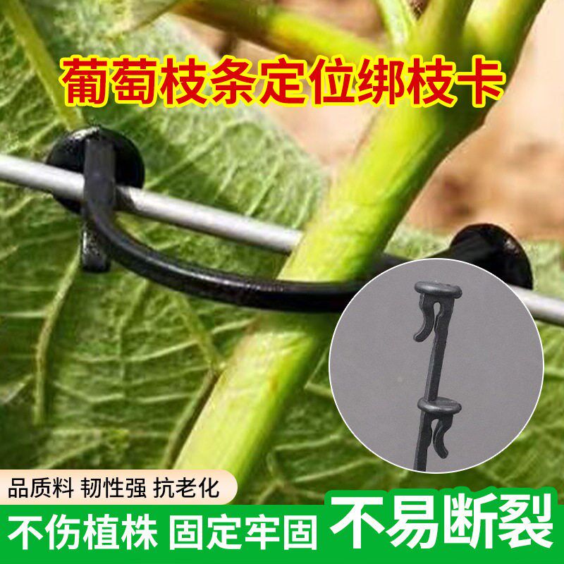 速发葡萄绑枝卡豌豆网荚豆西红柿绑枝卡扣子农用爬藤网挂钩绑蔓卡