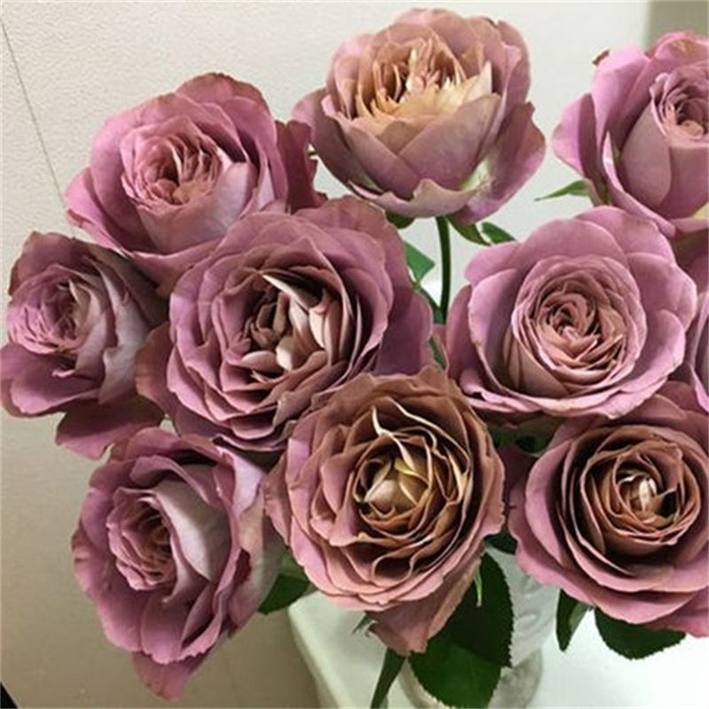 速发新品月季花玫法尔索纺四色浓香粉季开花台庭院盆栽花卉苗瑰