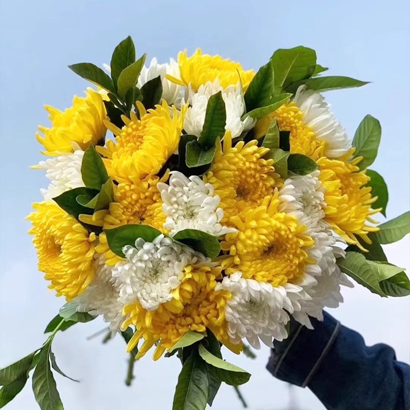 速发清明节黄白神花束哀悼扫基祭祖拜山求菊云南墓地速递全国包邮
