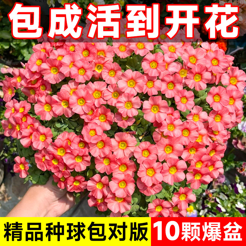 速发酢浆草四花紫夜炸浆草种时球卉室内植物花适合懒人不怕晒不怕