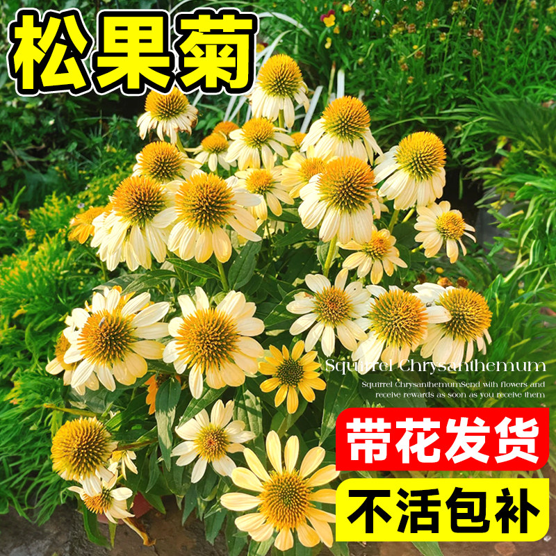速发松果菊盆栽大苗多季开花室内物庭院台耐寒热植外四年生易种花
