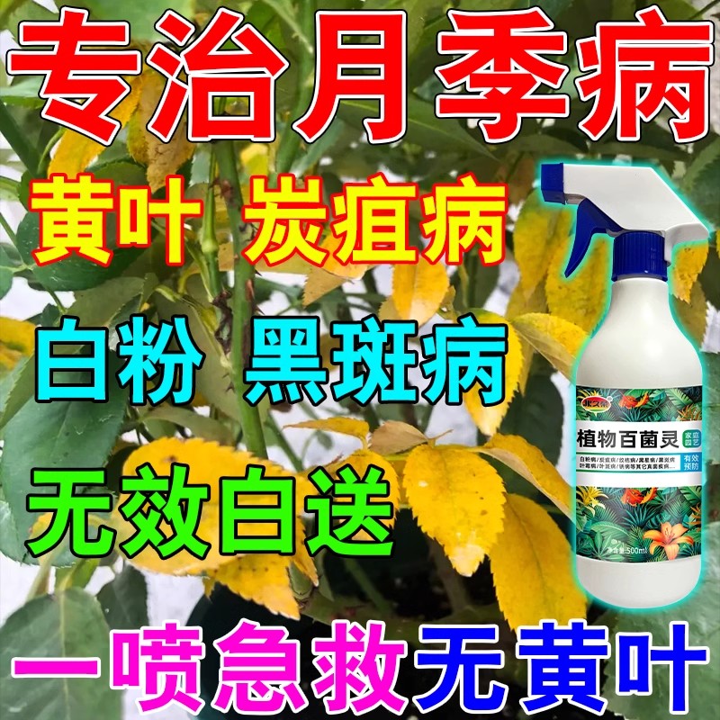 极速月季黄叶病黑斑病药治白粉炭疽灰M霉病急救玫瑰百菌灵
