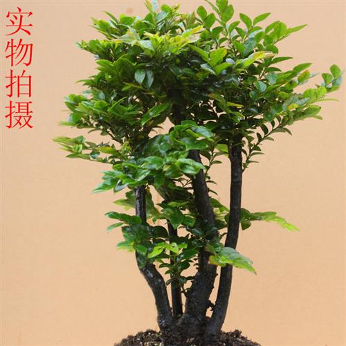 极速小叶紫檀盆景树桩室内四季常青黑骨香M盆栽植物老桩办公室绿