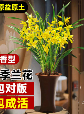 极速兰花盆栽带花发货精品名贵兰花苗室内L花卉植物建兰浓香四季