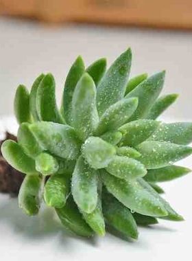 极速千佛手老桩超大玉珠莲千佛手8cm仙J人掌及多肉植物盆栽花卉一