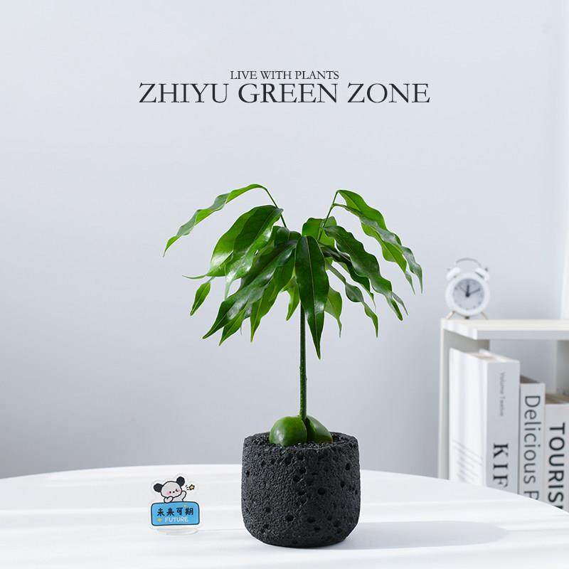 开心果绿元宝盆栽办公室内桌面发财树植物好养活花卉绿植企业礼物,鲜花速递/花卉仿真/绿植园艺,绿植,淘宝优惠券,粉丝福利购,淘宝优惠卷