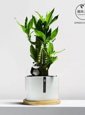 极速富贵竹客厅盆栽节节高室内小绿D植办公室步步高招财植物桌面