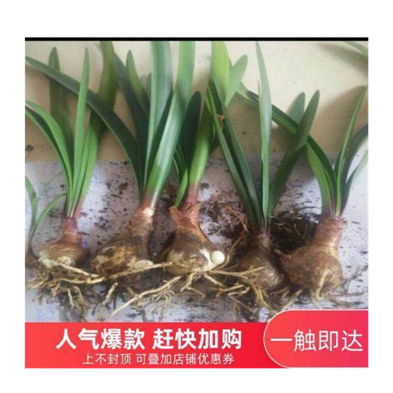 极速紫根b兰植物花卉石蒜科红花垂筒花球乔治百合