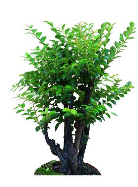 极速小叶紫檀盆景树桩室内四季z常青黑骨香盆栽植物老桩办公室绿