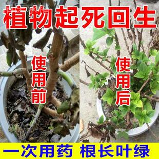 极速大树成活营养液n死树复活生根液大树小苗营养液枯树烂根烂苗