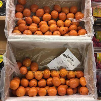 澳大利亚黄金山竹阿恰恰(achacha)实生苗嫁接苗可选盆栽果苗包邮