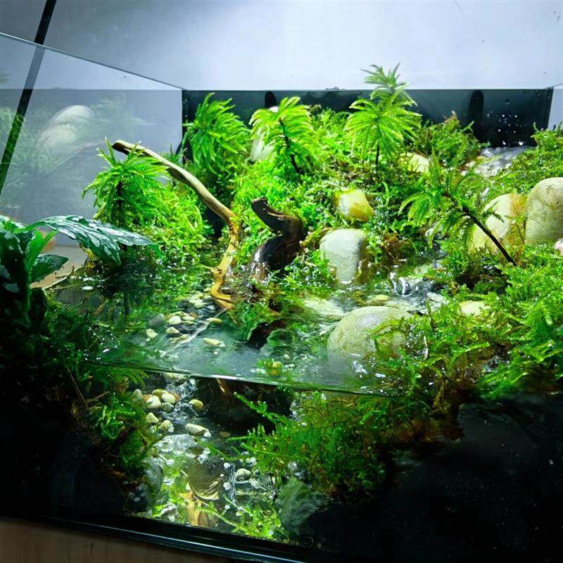 新款玻璃鱼缸原生南美溪流缸造景家用客厅小型金鱼缸生态龟缸