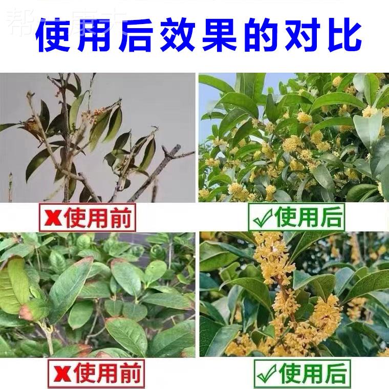 极速桂花树肥料专用肥黄叶烂根桂花营养H液家用盆栽养花种花通用