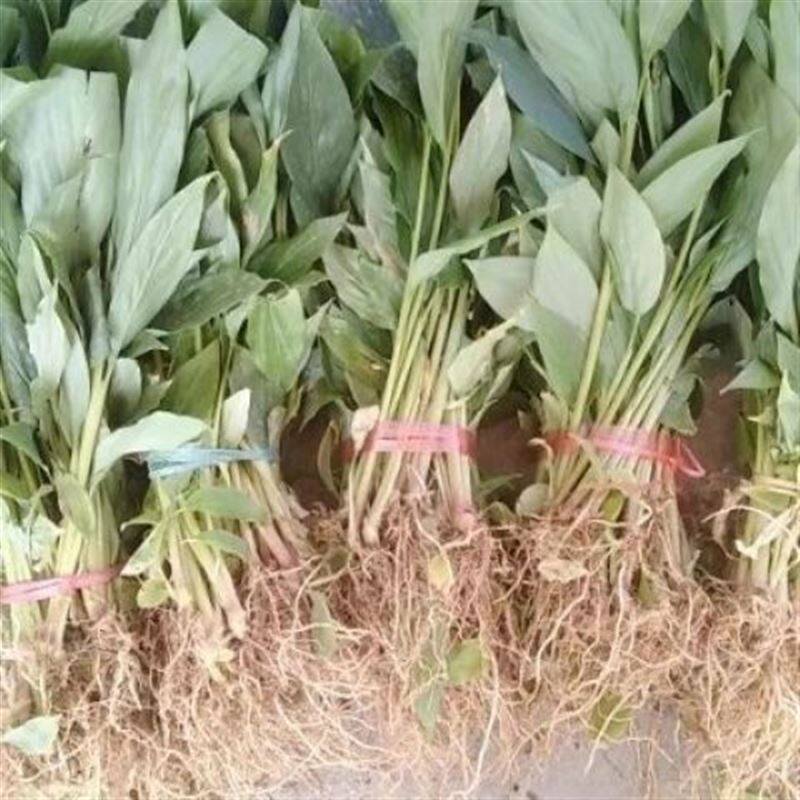 极速云南草果种植苗贵州草E果大红草果(香料用)