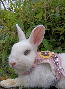 极速Newest Cute Rabbitr Harness and Leash Set Bunny Pet Acce