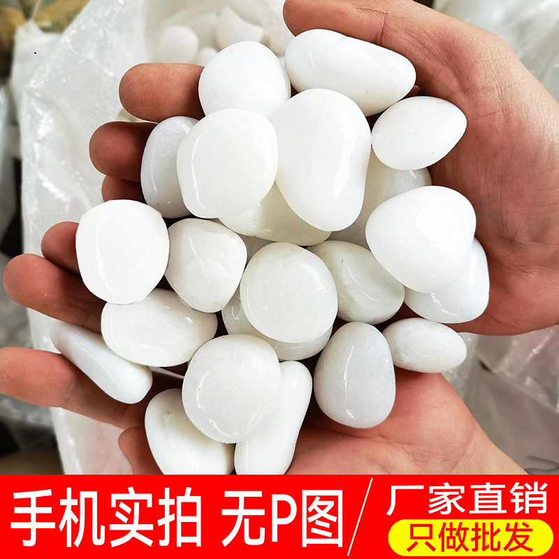 白色天然鹅卵石郁金香水培盆栽鱼缸造景石头抛光白石子雨花石铺地