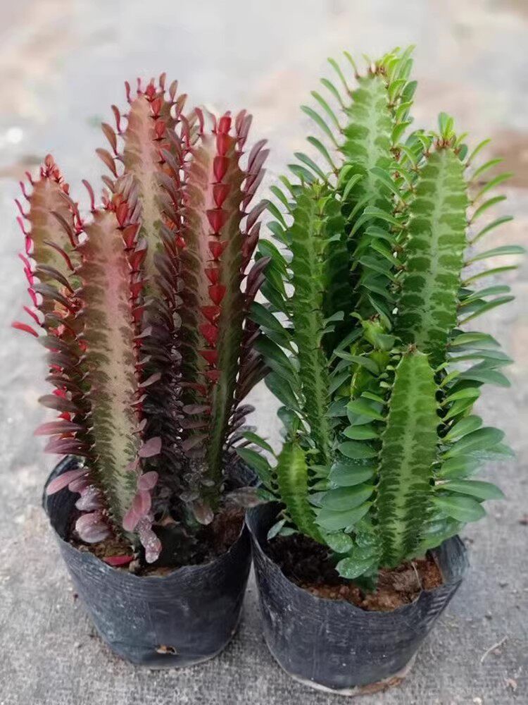 龙骨花盆栽巴西龙骨仙人柱玉麒麟好养植物招财四季盆栽绿植花卉