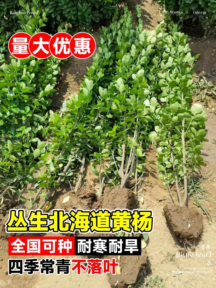 北海道黄杨冬青树苗篱笆墙围墙绿篱四季耐寒绿植丛生大叶绿化苗木