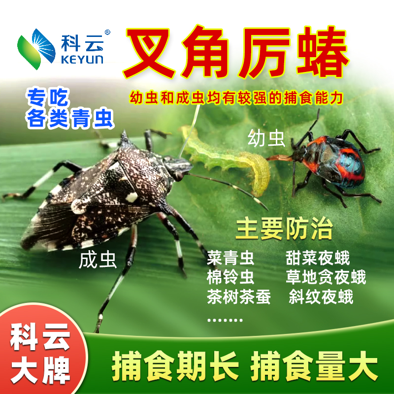 科云天敌昆虫生防草地贪夜蛾等虫