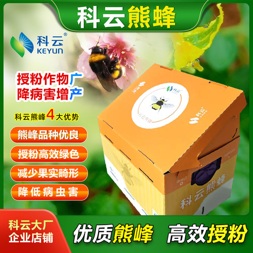 科云熊蜂番茄等作物自然高效授粉