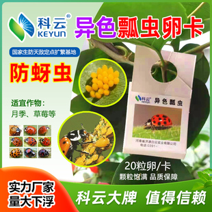 异色瓢虫卵卡七星瓢虫防治蚜虫昆虫天敌有机园林园艺昆虫生物防治