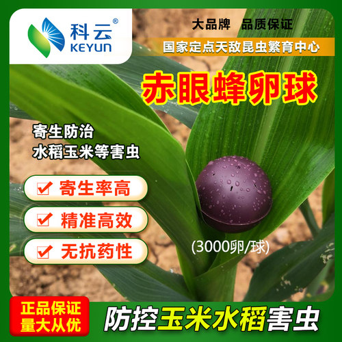 科云赤眼蜂天敌昆虫寄生率高精准