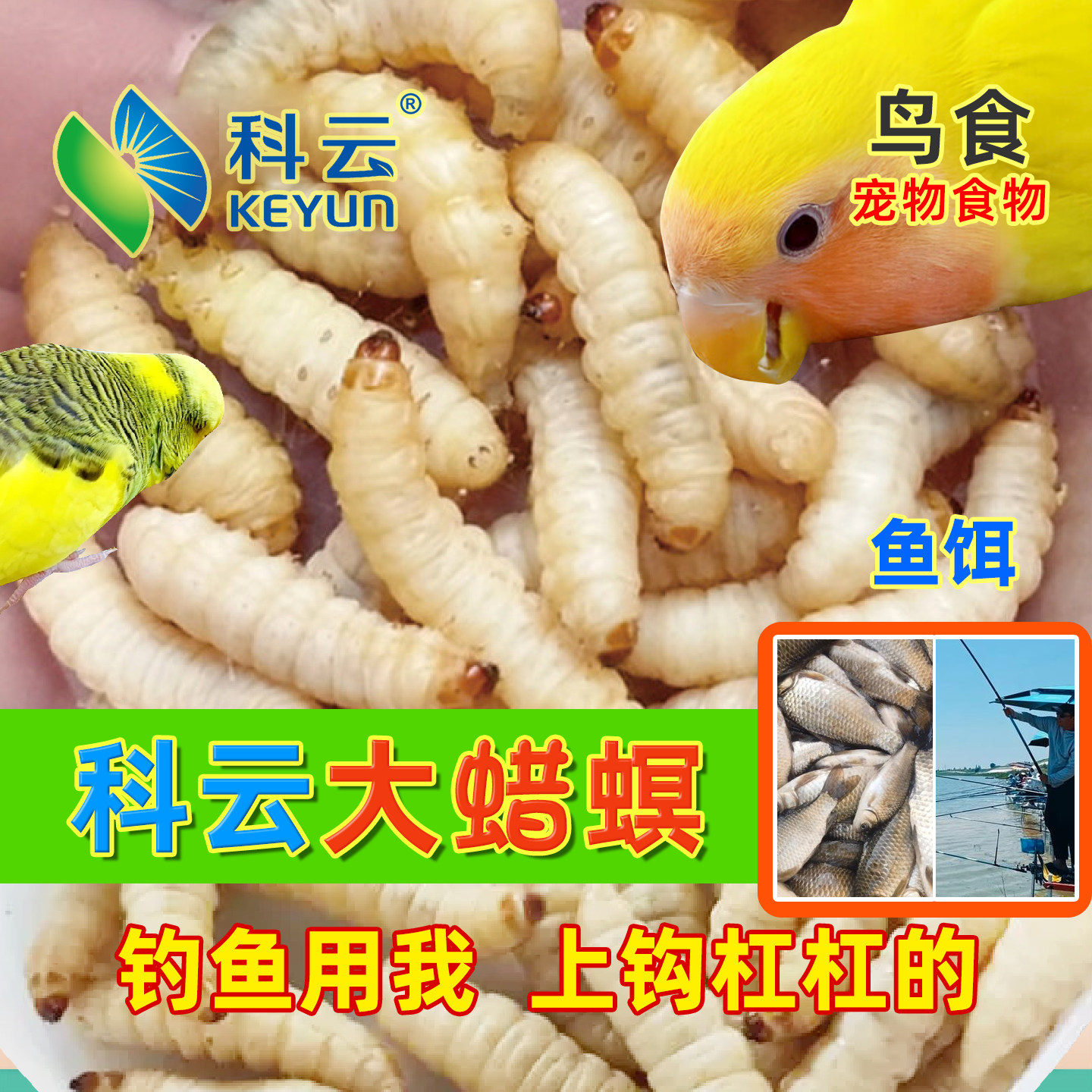 科云大蜡螟鱼饵鸟食玉米虫葡萄蜜虫用于钓鱼诱饵鸟儿爬虫宠物食物